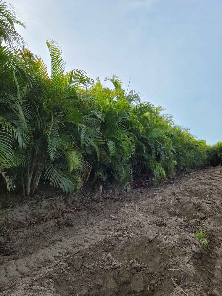dypsis-lutescens-areca-palm