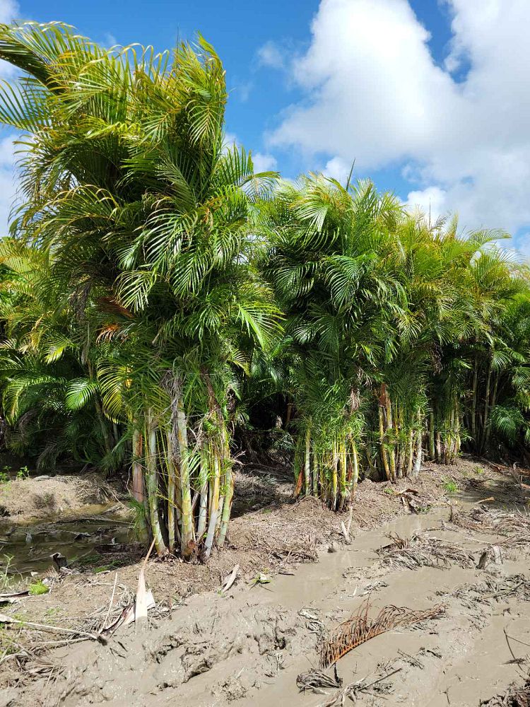 dypsis-lutescens-areca-palm