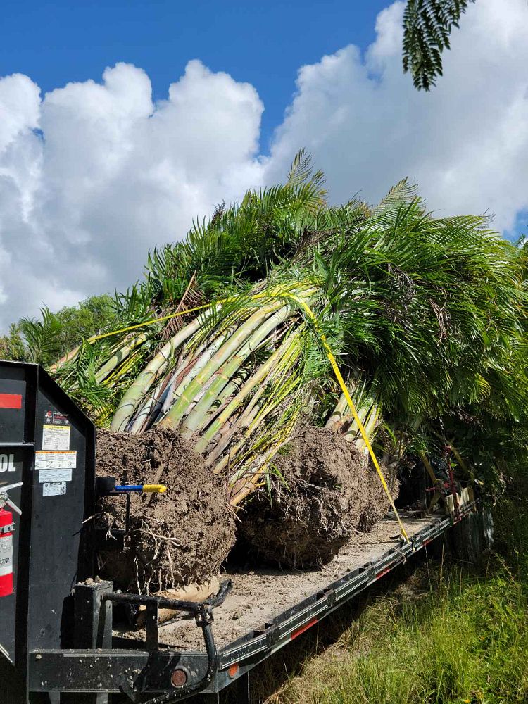 dypsis-lutescens-areca-palm