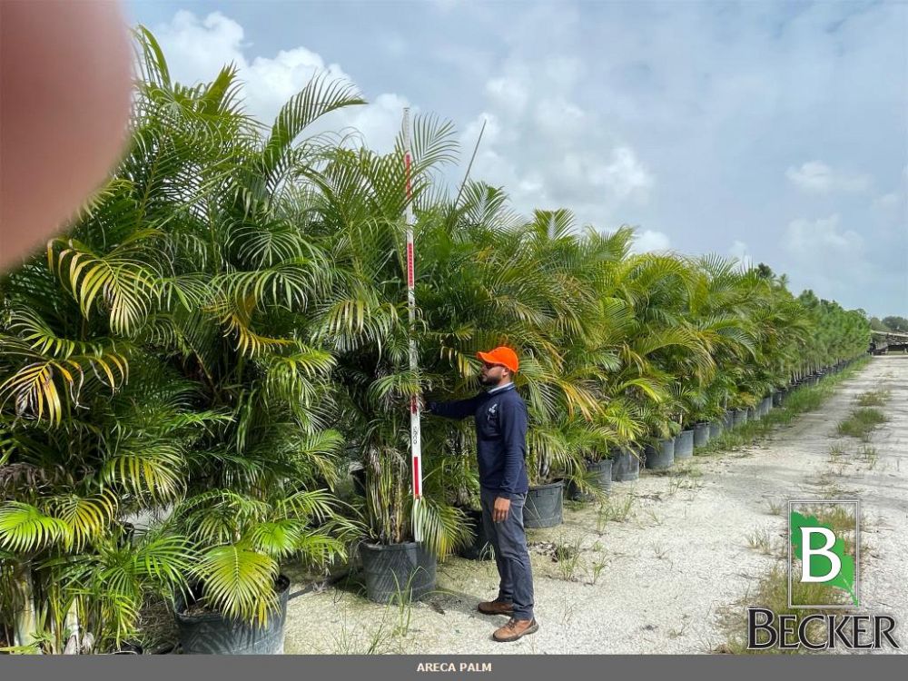 dypsis-lutescens-areca-palm