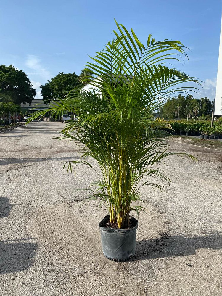 dypsis-lutescens-areca-palm