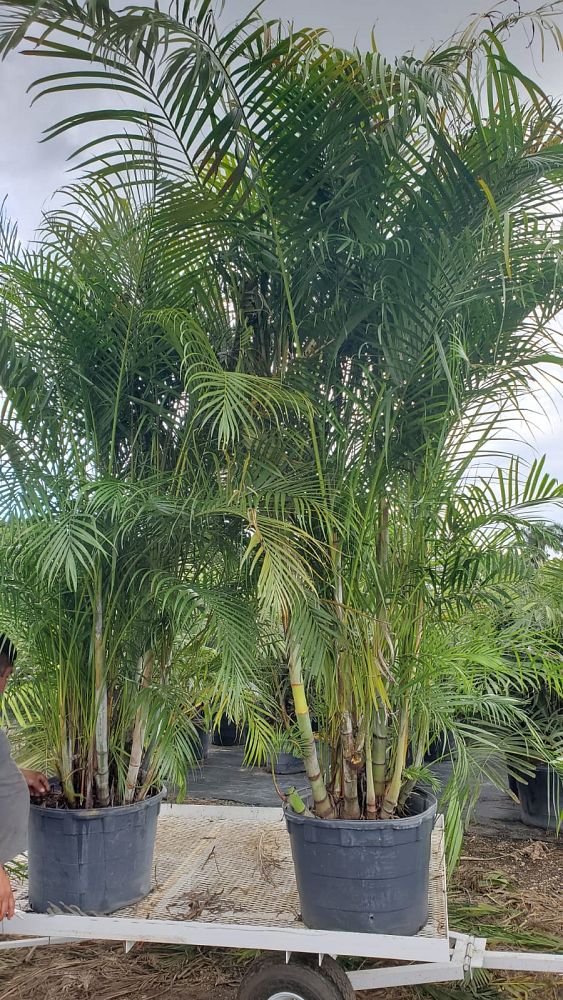 dypsis-lutescens-areca-palm