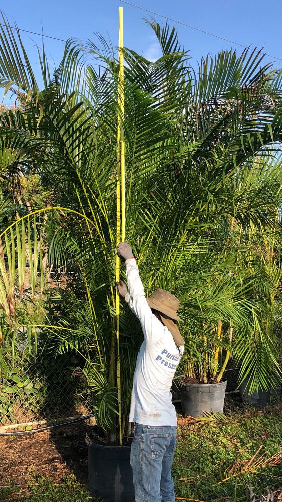 dypsis-lutescens-areca-palm