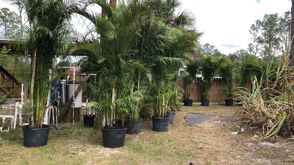 dypsis-lutescens-areca-palm