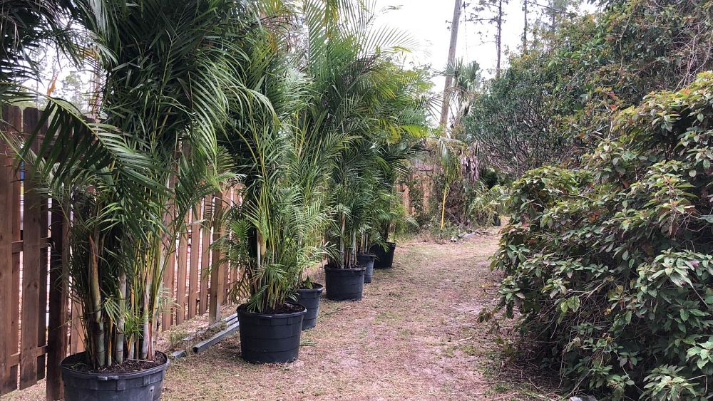 dypsis-lutescens-areca-palm