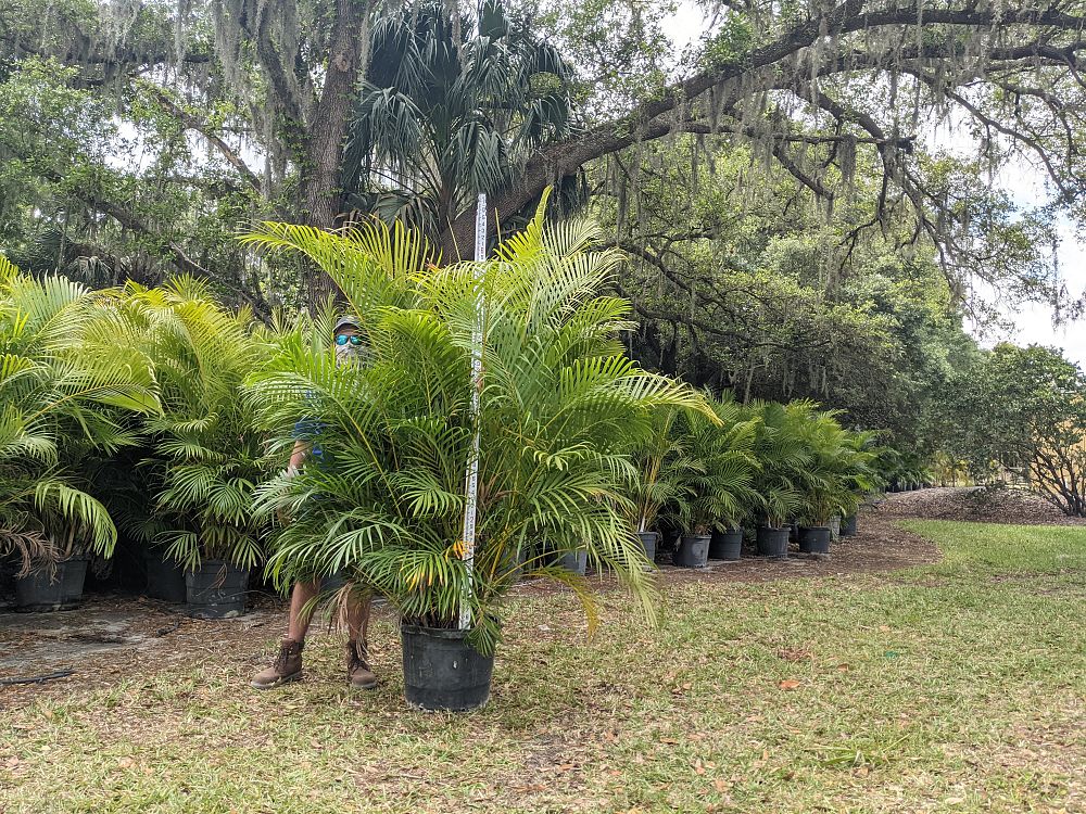 dypsis-lutescens-areca-palm