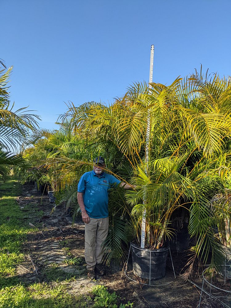 dypsis-lutescens-areca-palm