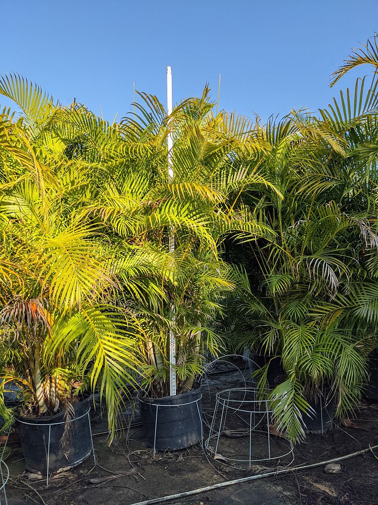 dypsis-lutescens-areca-palm