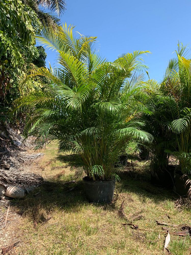 dypsis-lutescens-areca-palm