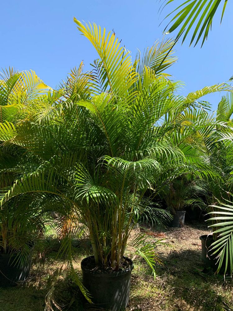 dypsis-lutescens-areca-palm