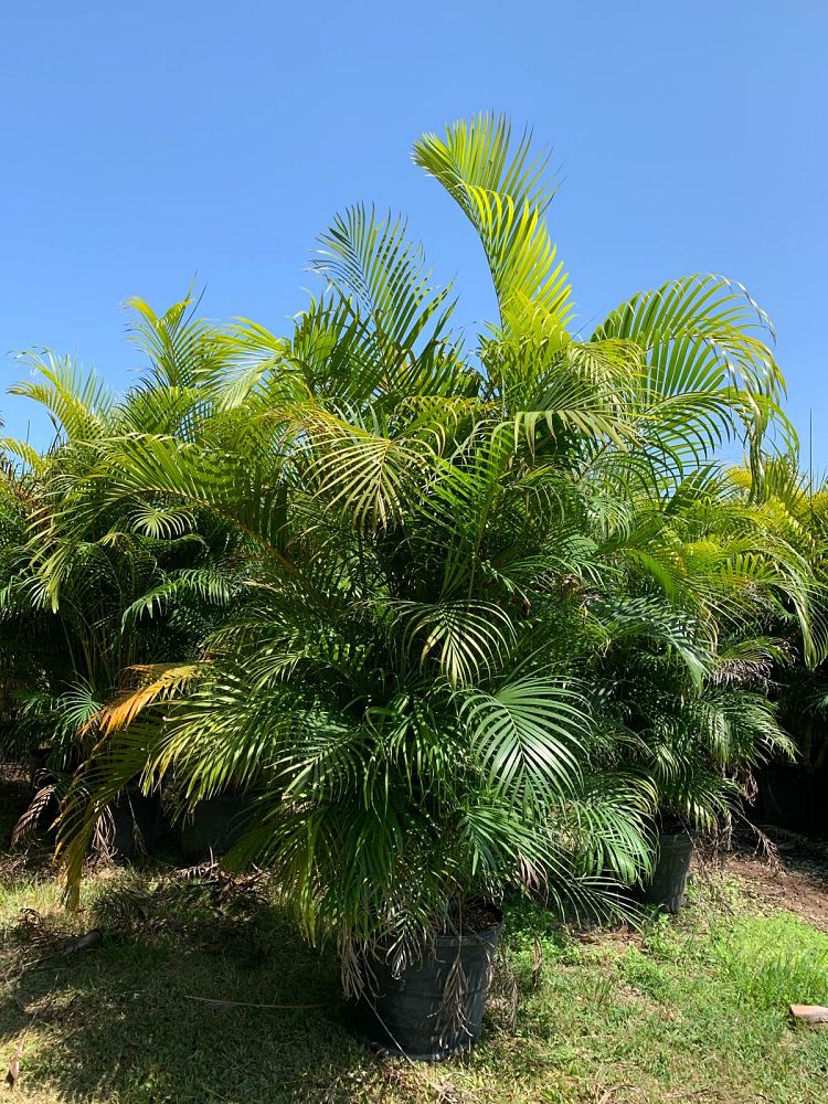dypsis-lutescens-areca-palm