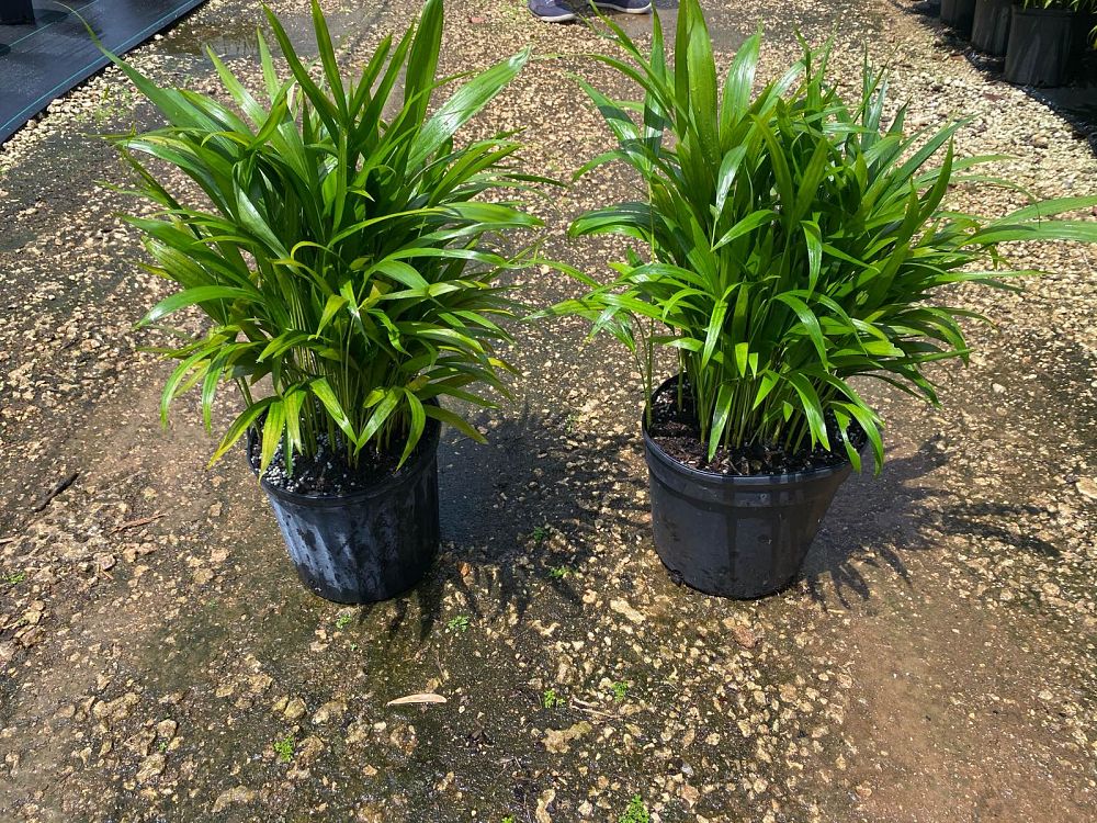 dypsis-lutescens-areca-palm