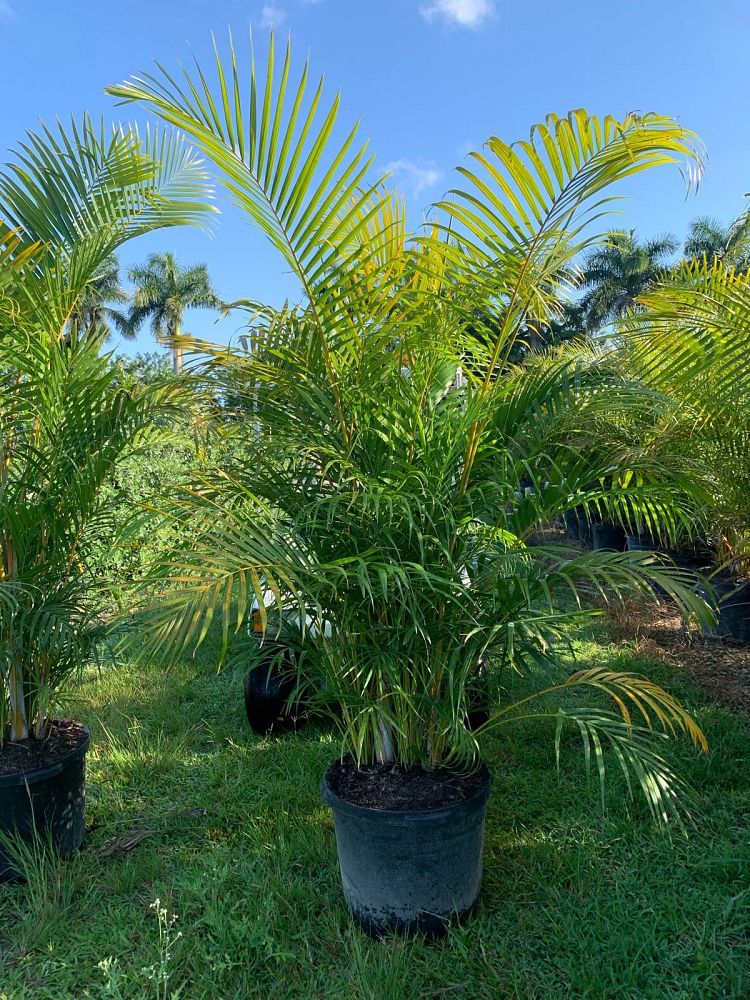 dypsis-lutescens-areca-palm