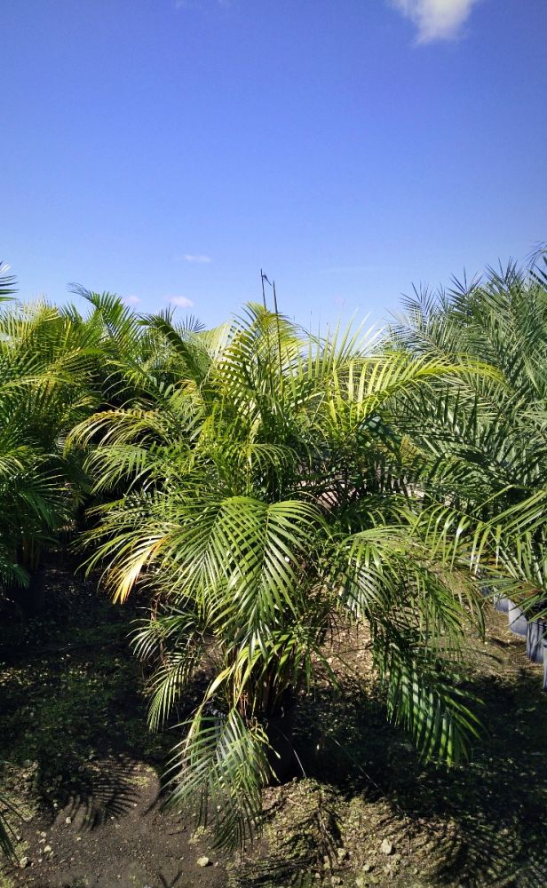dypsis-lutescens-areca-palm