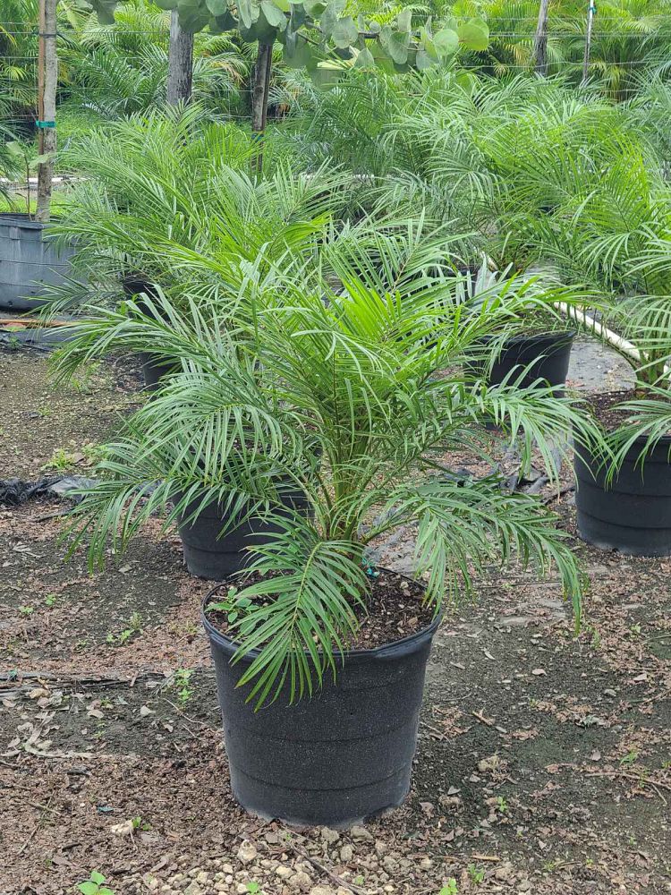 dypsis-lutescens-areca-palm