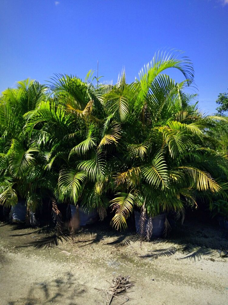 dypsis-lutescens-areca-palm