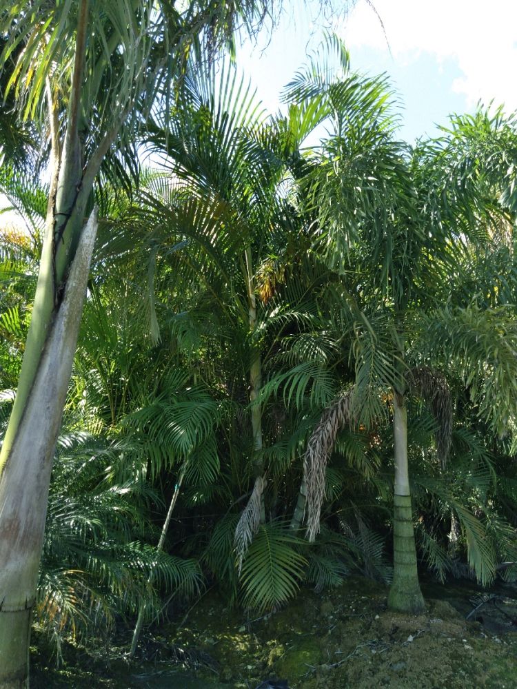 dypsis-lutescens-areca-palm