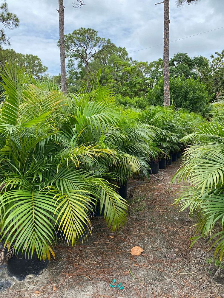 dypsis-lutescens-areca-palm