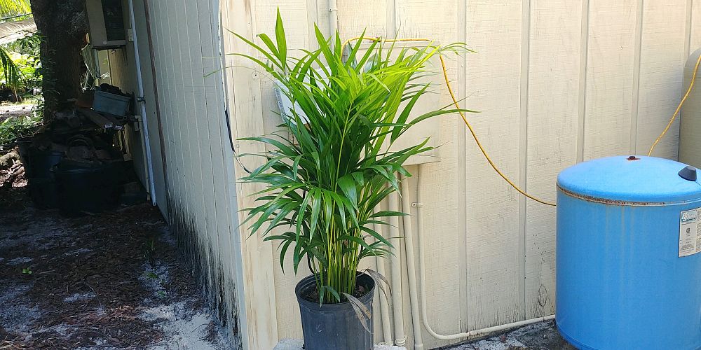 dypsis-lutescens-areca-palm