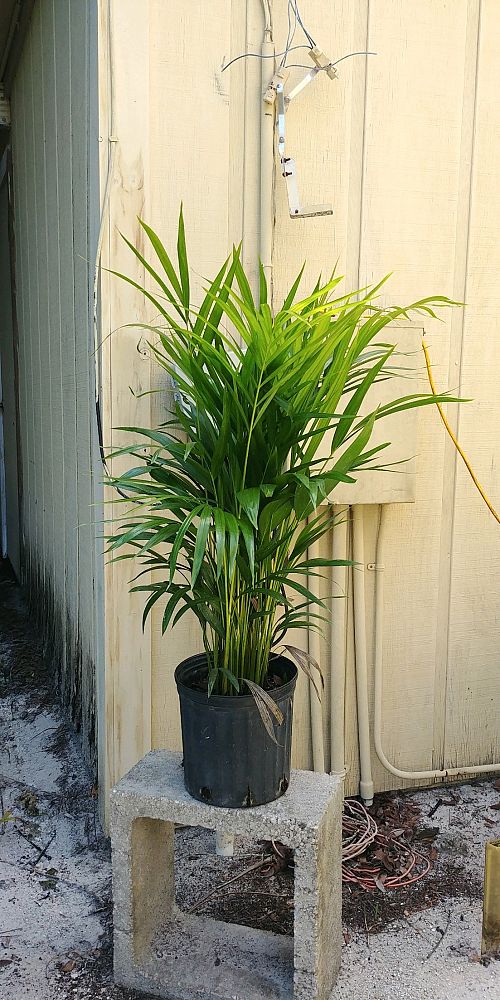 dypsis-lutescens-areca-palm