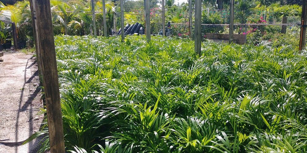 dypsis-lutescens-areca-palm