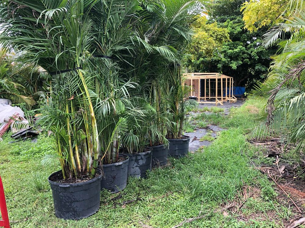 dypsis-lutescens-areca-palm
