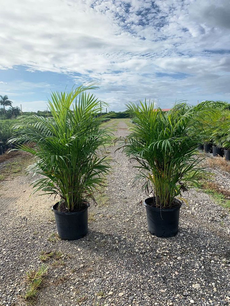dypsis-lutescens-areca-palm