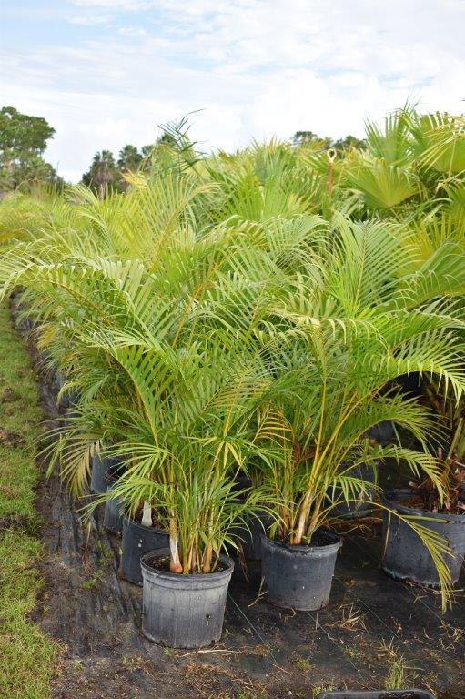 dypsis-lutescens-areca-palm