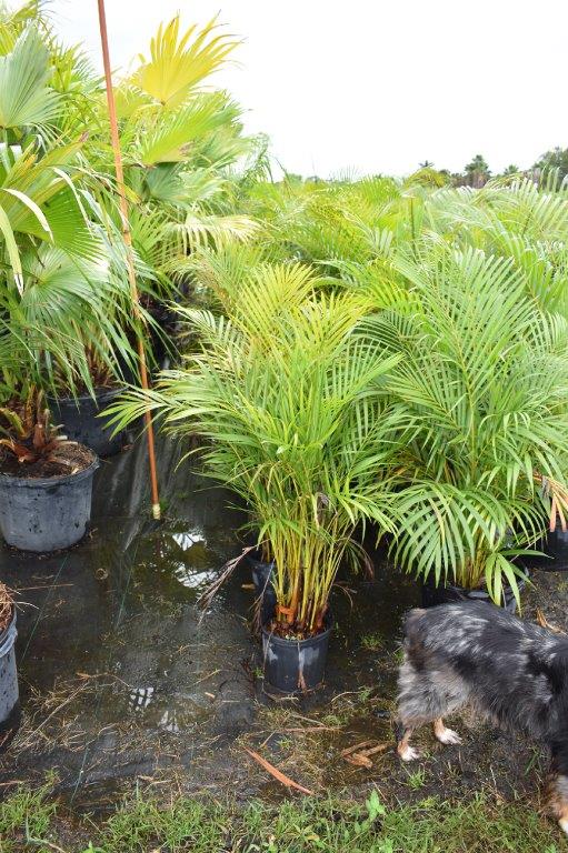 dypsis-lutescens-areca-palm