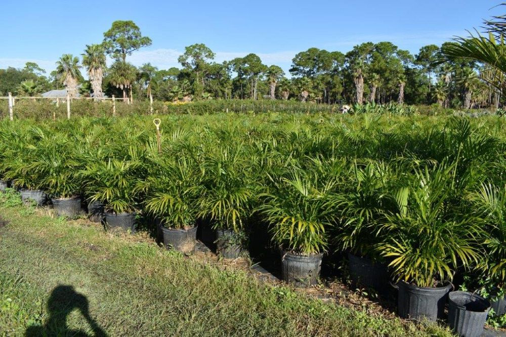dypsis-lutescens-areca-palm