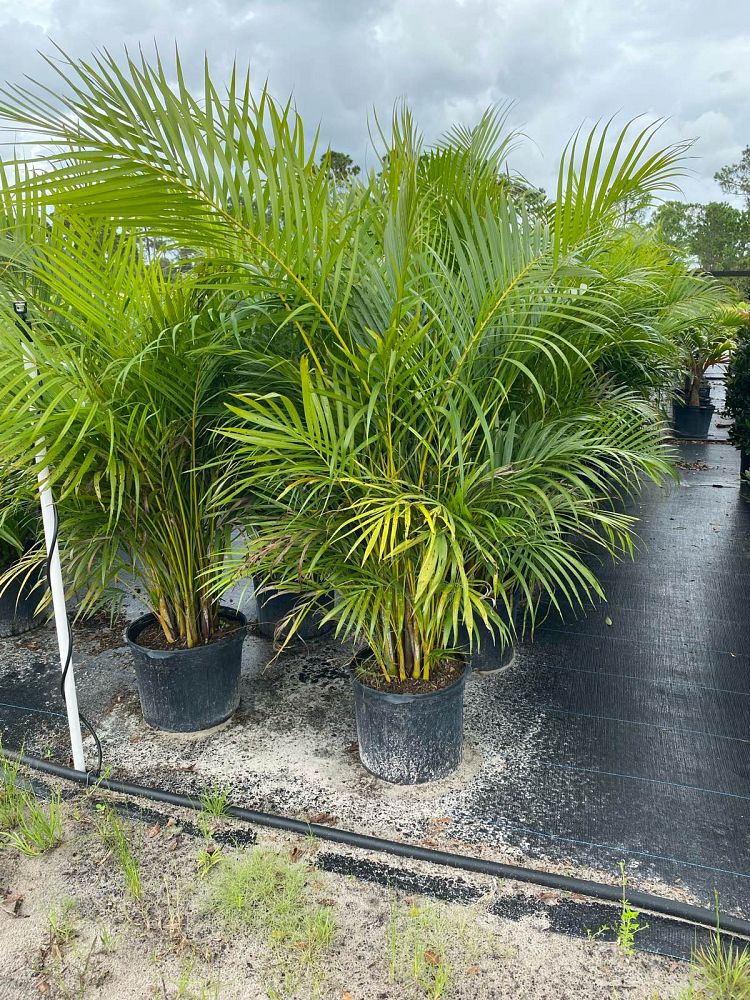 dypsis-lutescens-areca-palm