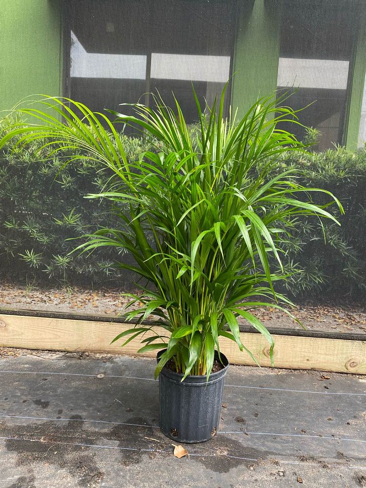 dypsis-lutescens-areca-palm