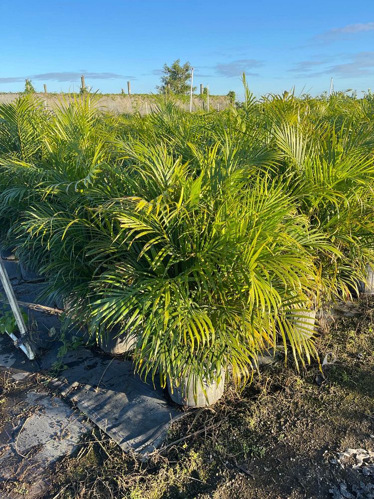 dypsis-lutescens-areca-palm