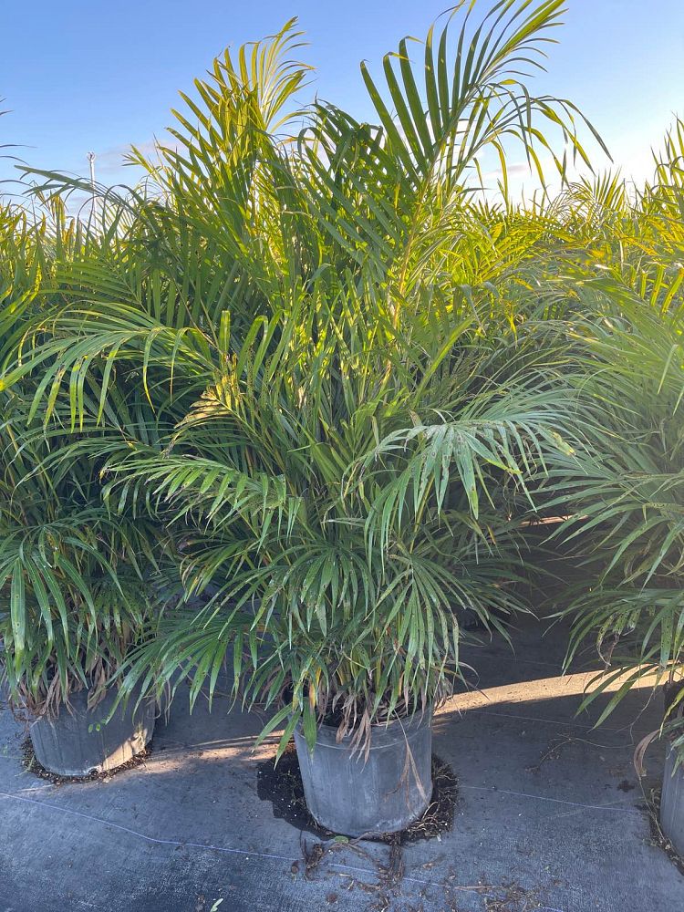 dypsis-lutescens-areca-palm