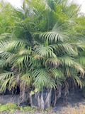 dypsis-lutescens-areca-palm