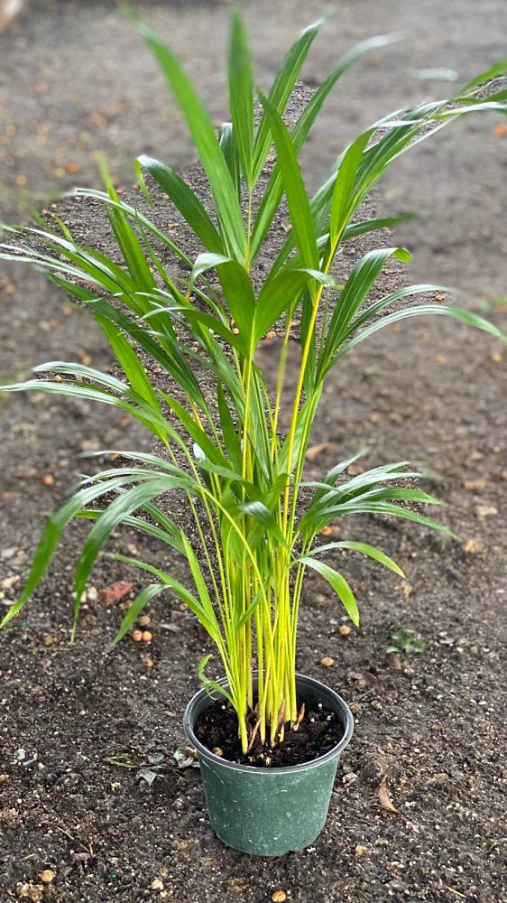 dypsis-lutescens-areca-palm