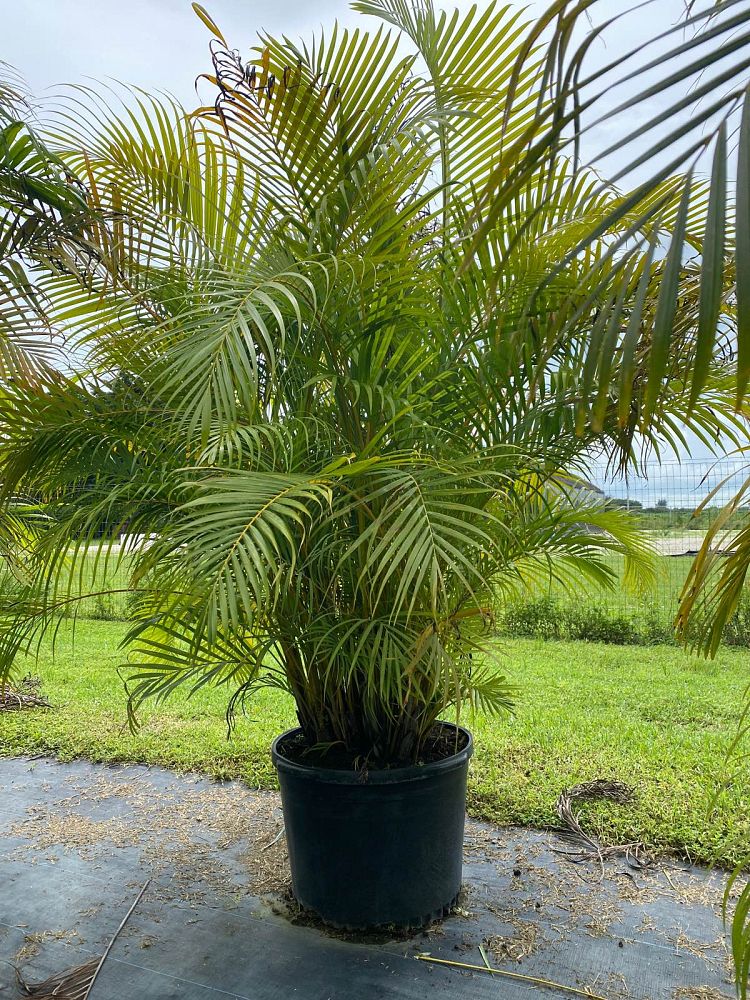 dypsis-lutescens-areca-palm