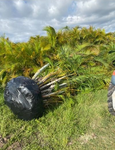dypsis-lutescens-areca-palm