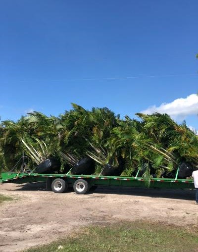 dypsis-lutescens-areca-palm