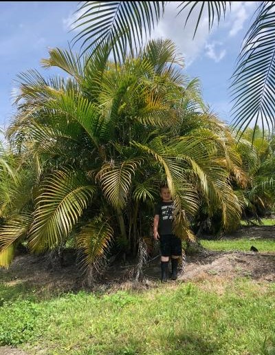 dypsis-lutescens-areca-palm