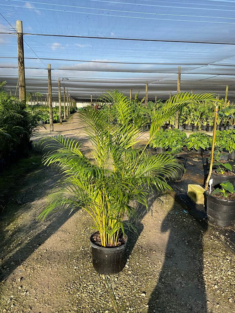 dypsis-lutescens-areca-palm