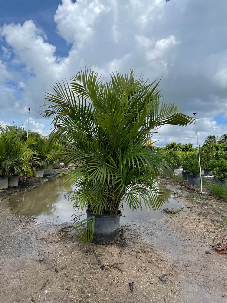 dypsis-lutescens-areca-palm