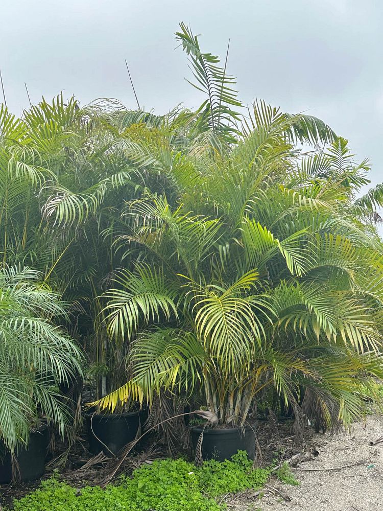 dypsis-lutescens-areca-palm