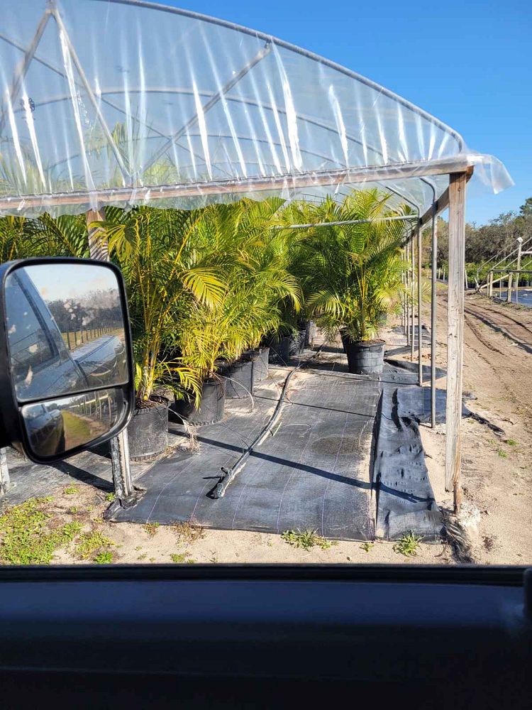 dypsis-lutescens-areca-palm
