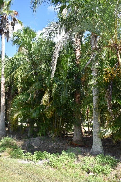 dypsis-lutescens-areca-palm