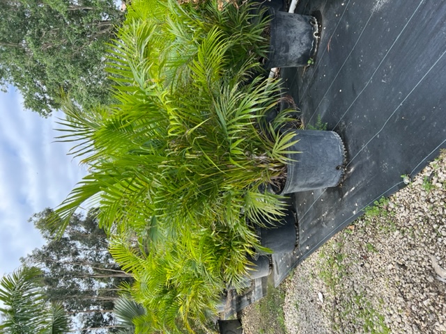 dypsis-lutescens-areca-palm