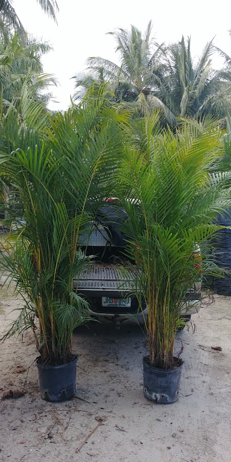 dypsis-lutescens-areca-palm
