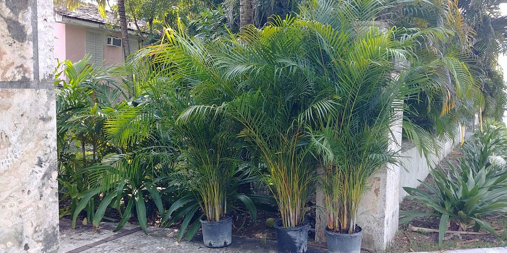 dypsis-lutescens-areca-palm