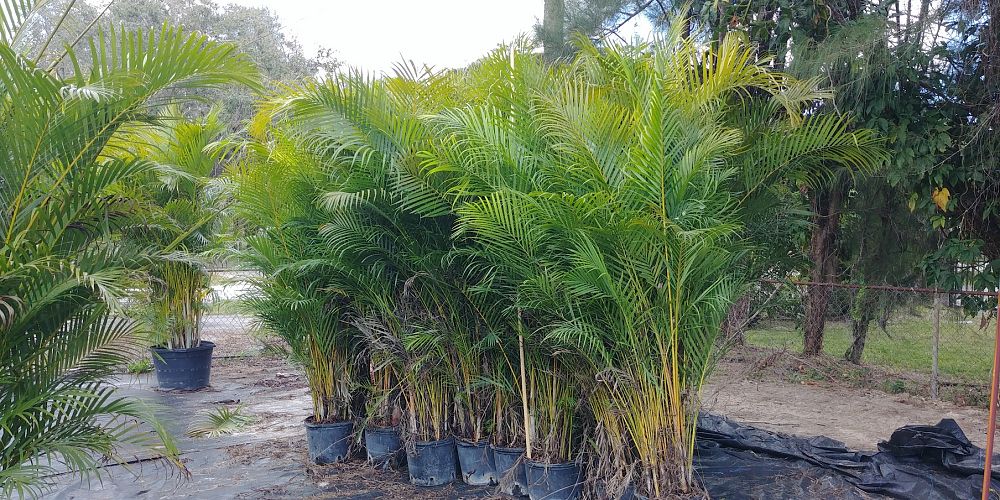 dypsis-lutescens-areca-palm