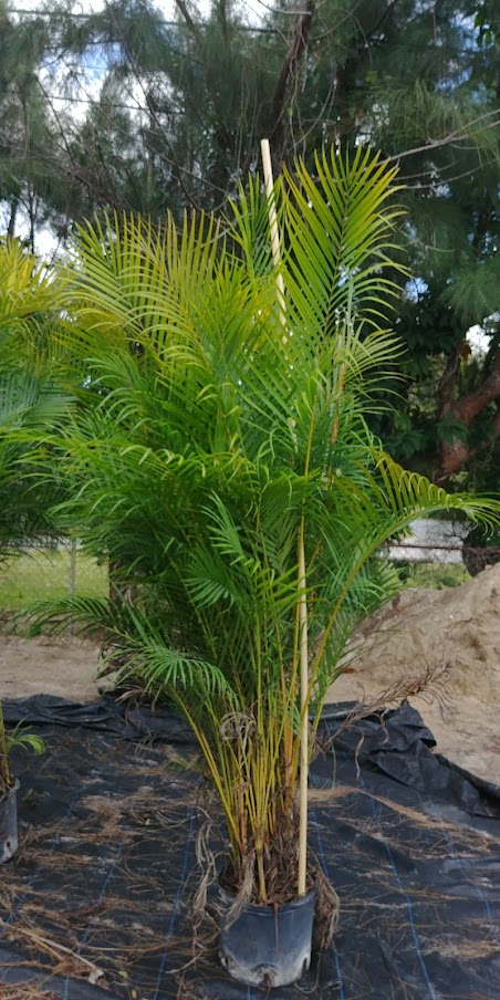 dypsis-lutescens-areca-palm